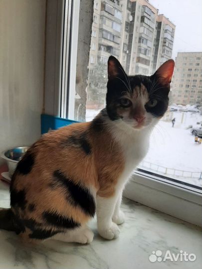 Кошечка