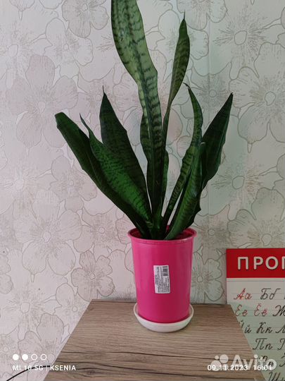 Сансевиерия