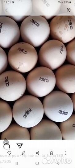 Инкубационное яйцо