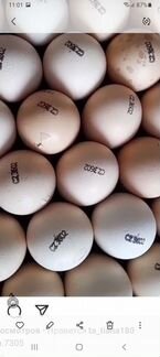 Инкубационное яйцо