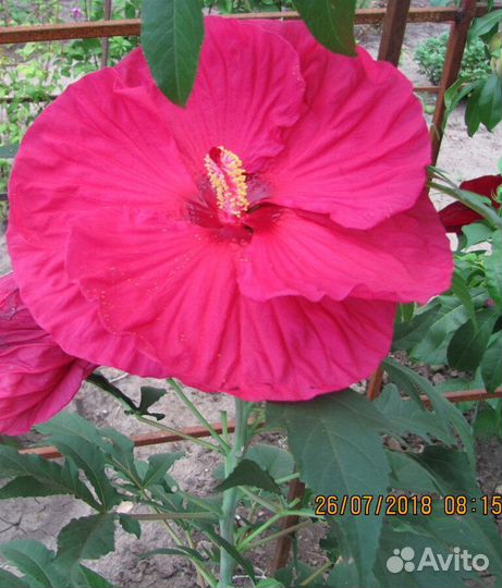 Цветите разнообразием: семена сортовых гибискусов