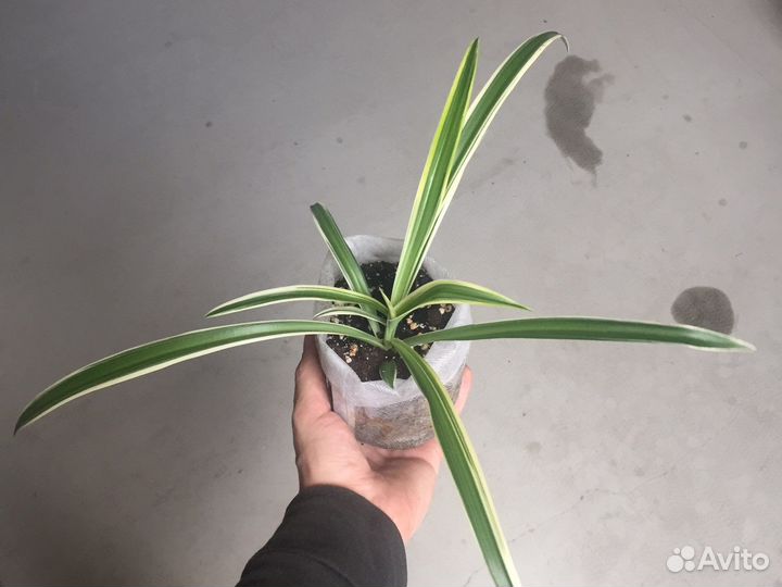 Хлорофитум