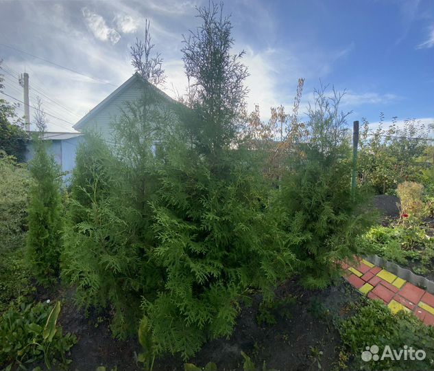 Туи брабант