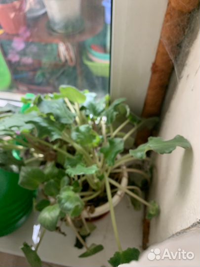 Фиалки взрослые