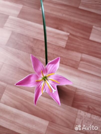 Зефирантес розовый,Колеусы