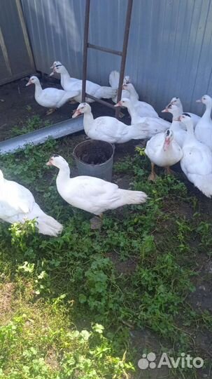 Индоутки тяжелой линии Гримо