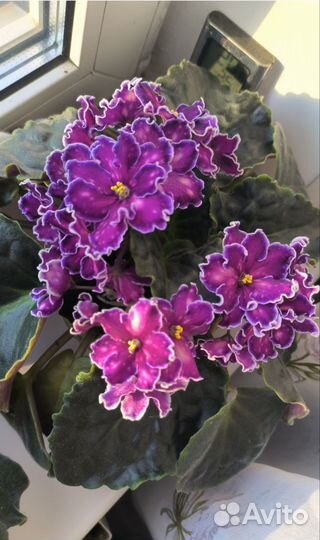 Фиалка сортовая Танец Галактик