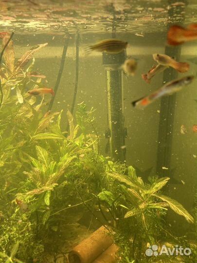 Аквариумные рыбки гуппи