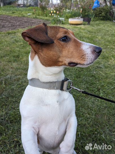 Вязка джек Рассел терьер