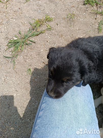 Щенок девочка 1,5 месяца, будет средней