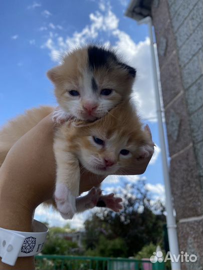 Котята в хорошие руки