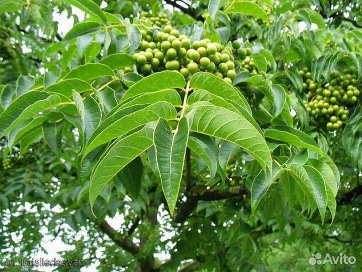 Бархат Амурский