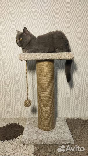Когтеточка для кошек новая