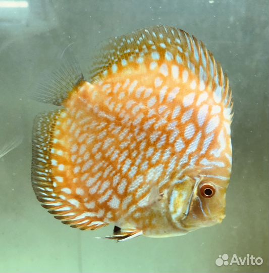 Пиджен Чеккерборд