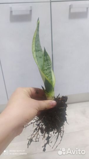 Сансевиерия