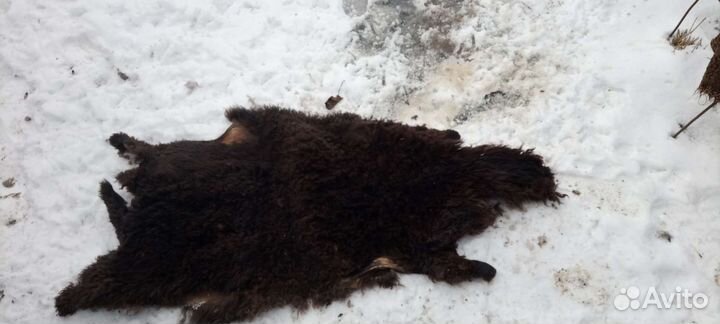 Шкура барана невыделанная