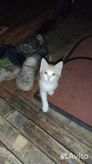 Котенок в добрые руки