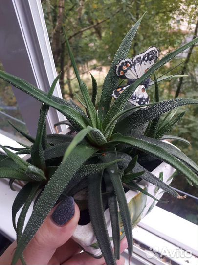 Хавортия жемчужная