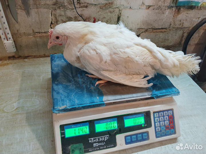 Куры Несушки