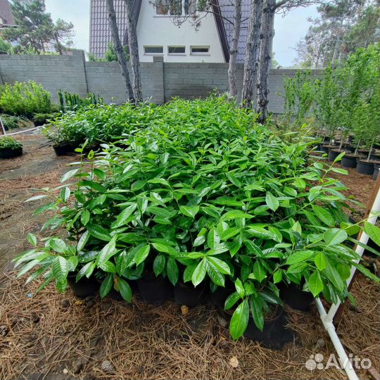 Лавровишня лекарственная