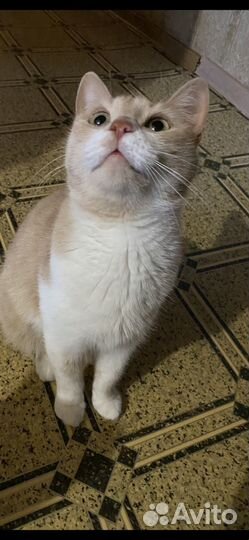 Кошка