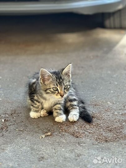 Котенок пушистый в дар на улице спасите жизнь