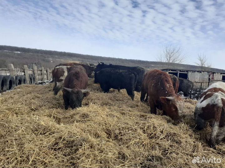 Быки,коровы,тёлки,крс