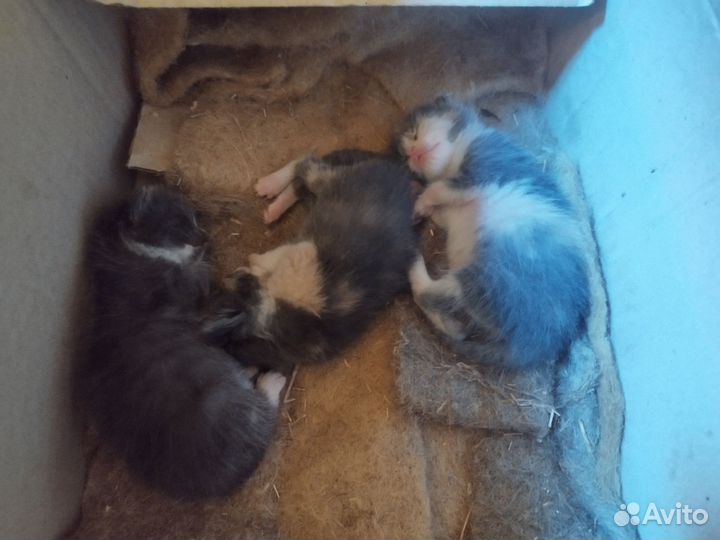 Котята в добрые руки