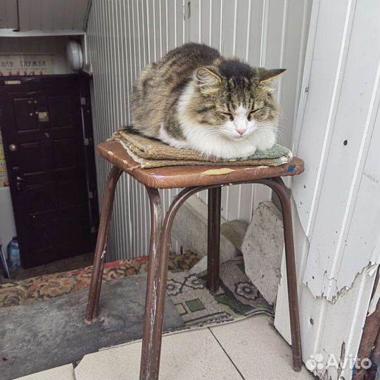 Красивая кошка