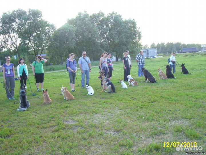 Дрессировка собак