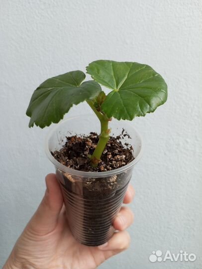 Бегония желтая