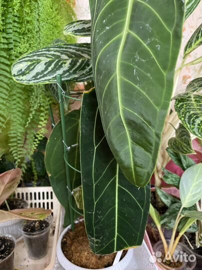 Антуриум» Варок «