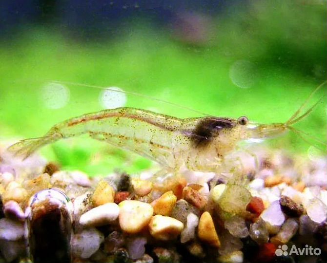 Аквариумные креветки