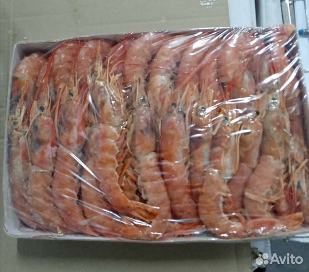 Лангустины l1