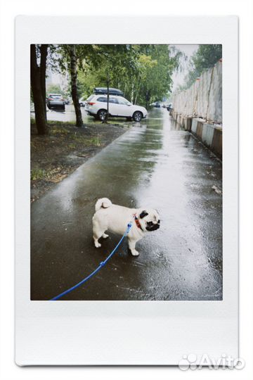 Зоопсихолог для собак/Выгульщик/догситтер/няня