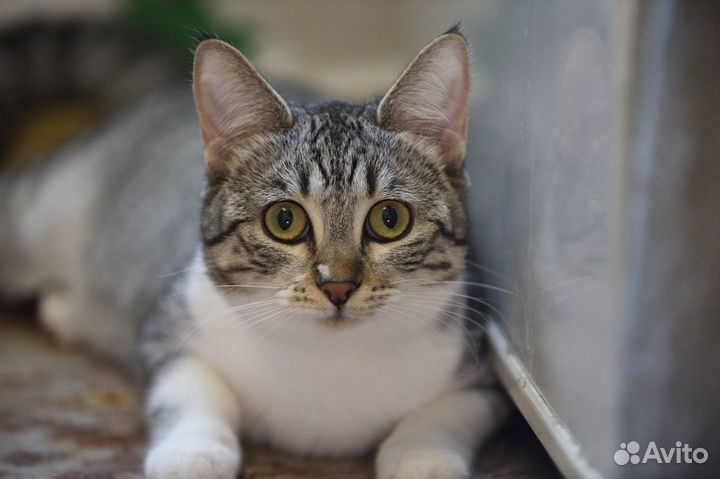 Ласковая кошечка