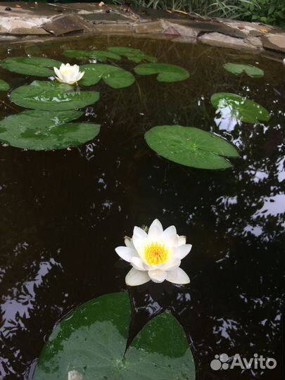 Водяные лилии для пруда