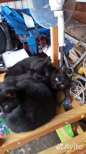 Котята ищут любящих хозяев