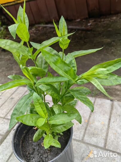 Цветы многолетние