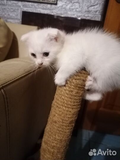 Котёнок белоснежный девочка