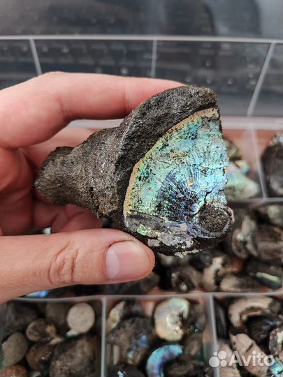 Аммониты с перламутром