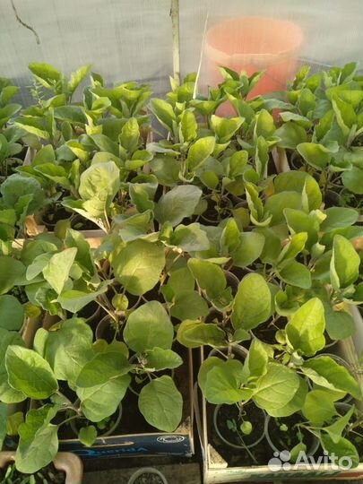 Рассада помидоры, перцы, баклажаны