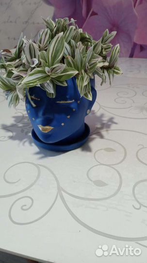 Традесканция