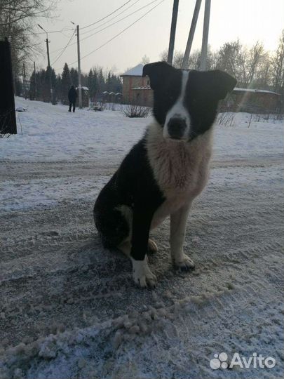 Щенок - подросток ищет своего человека