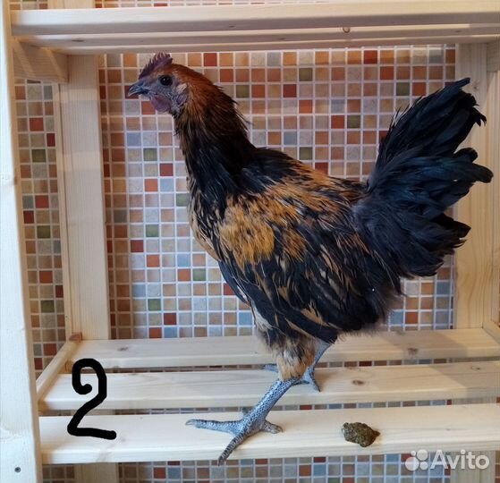 Петушки Лакендази