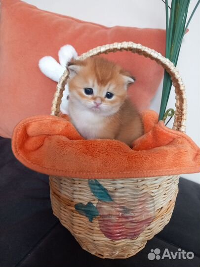 Шотландские котята
