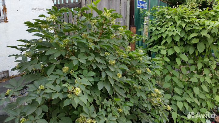 Саженцы элеутерококка