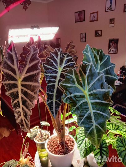 Алоказия полли