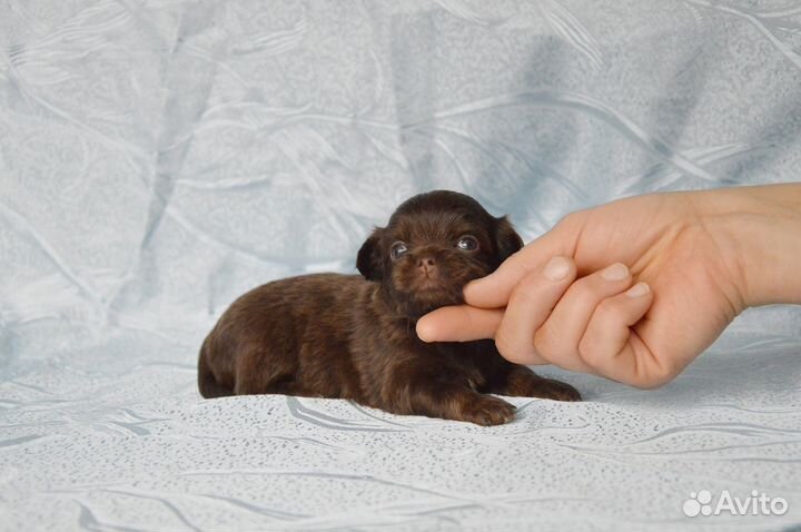 Лиловая красотка, сладкие детишки