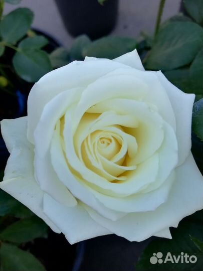 Розы Дэвида Остина питомник